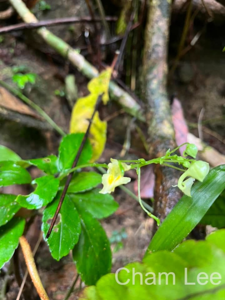 Impatiens cornigera Arn.